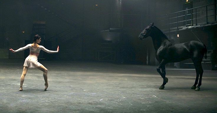 Amazing Dance Performance By A Horse